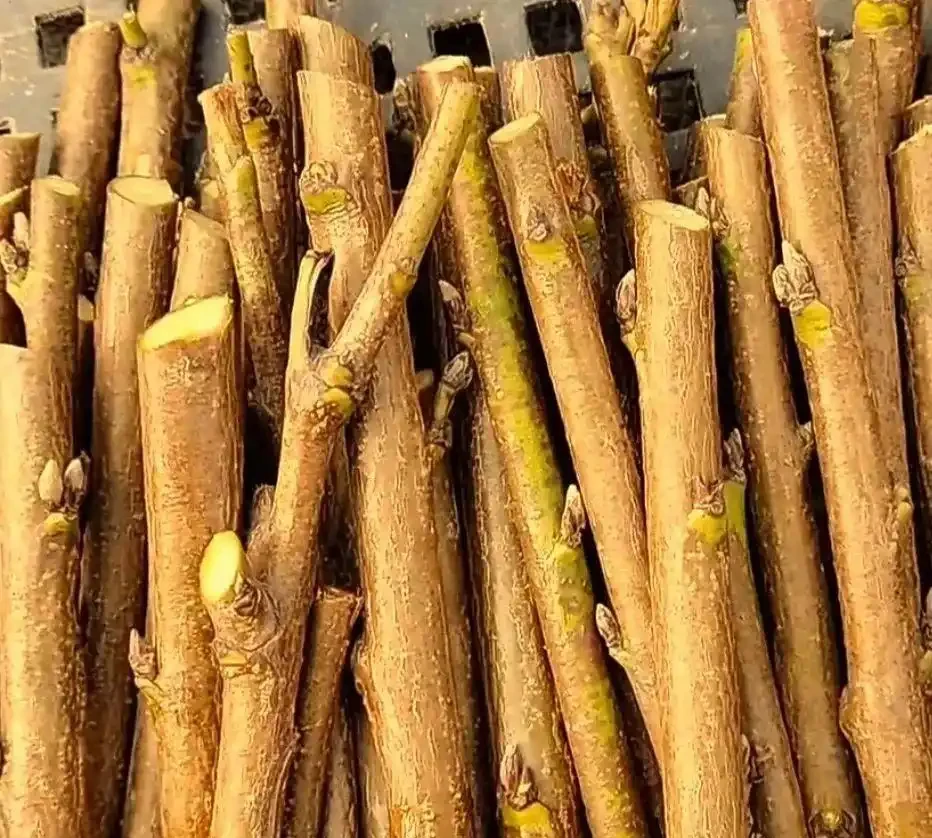 苗木插枝的主要技巧與注意事項,掌握了那就是育苗專家