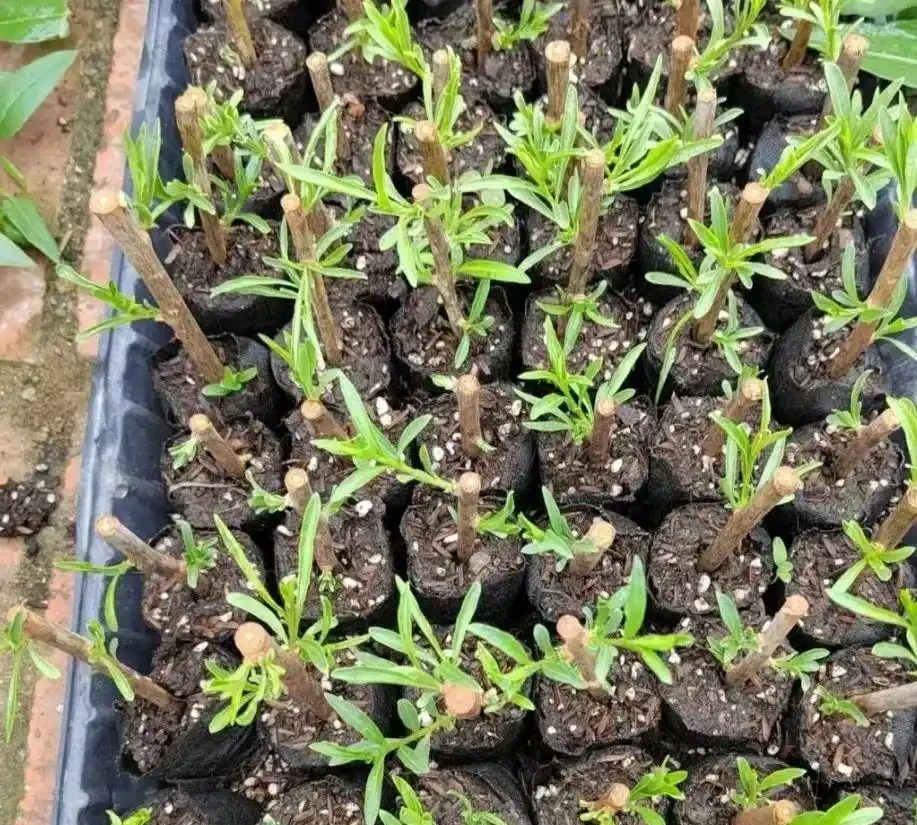 苗木插枝的主要技巧與注意事項,掌握了那就是育苗專家