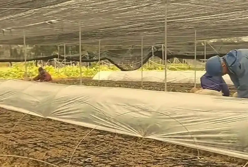 苗木插枝的主要技巧與注意事項,掌握了那就是育苗專家