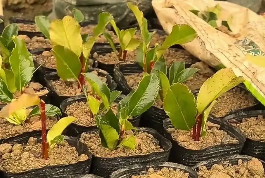 苗木插枝的主要技巧與注意事項,掌握了那就是育苗專家