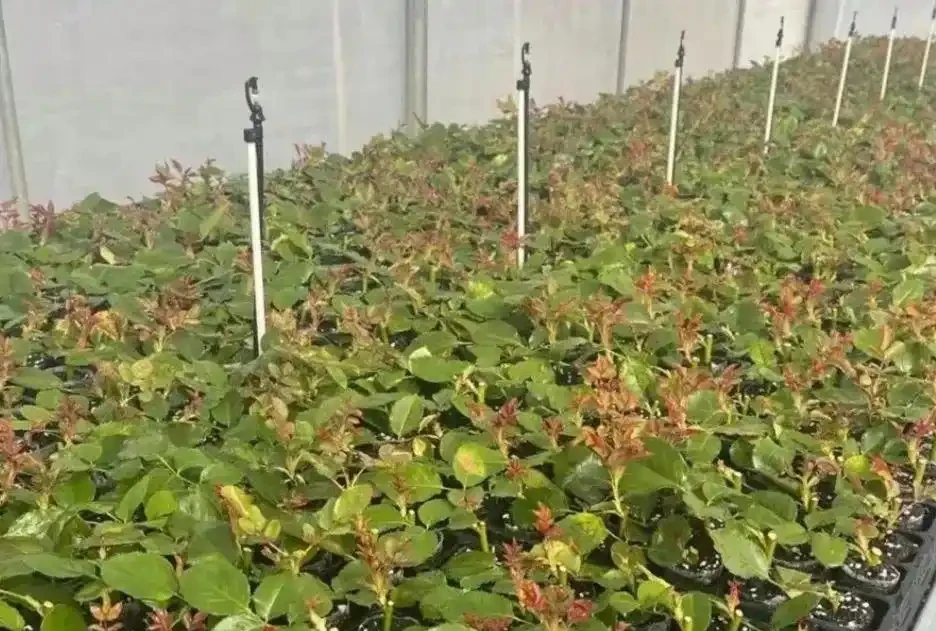 苗木插枝的主要技巧與注意事項,掌握了那就是育苗專家