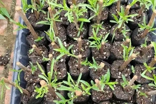 苗木插枝的主要技巧與注意事項，掌握了那就是育苗專家