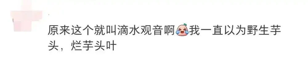 吃了一口舌頭爛了!這東西千萬別摘別吃,街頭很常見