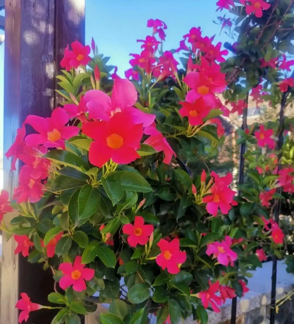 花葉俱美
