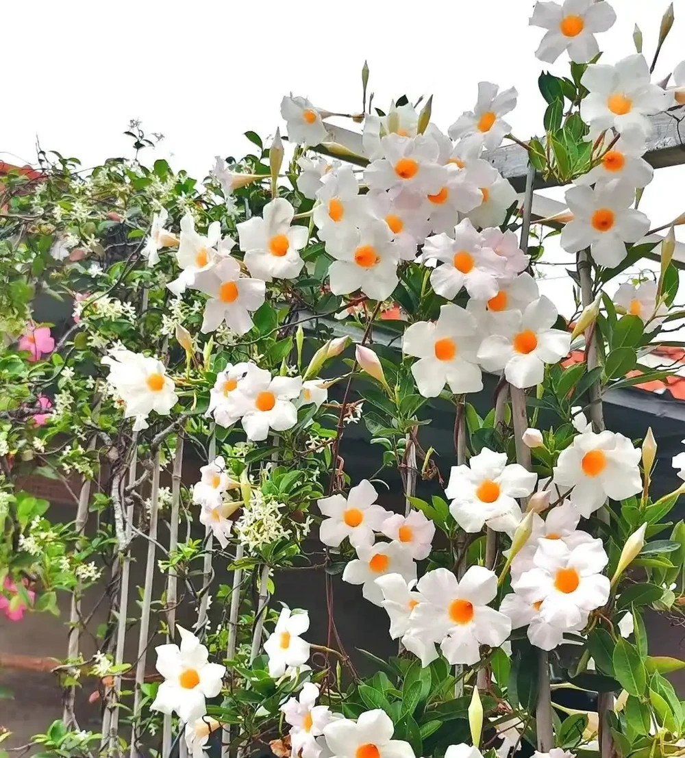 紅花藤