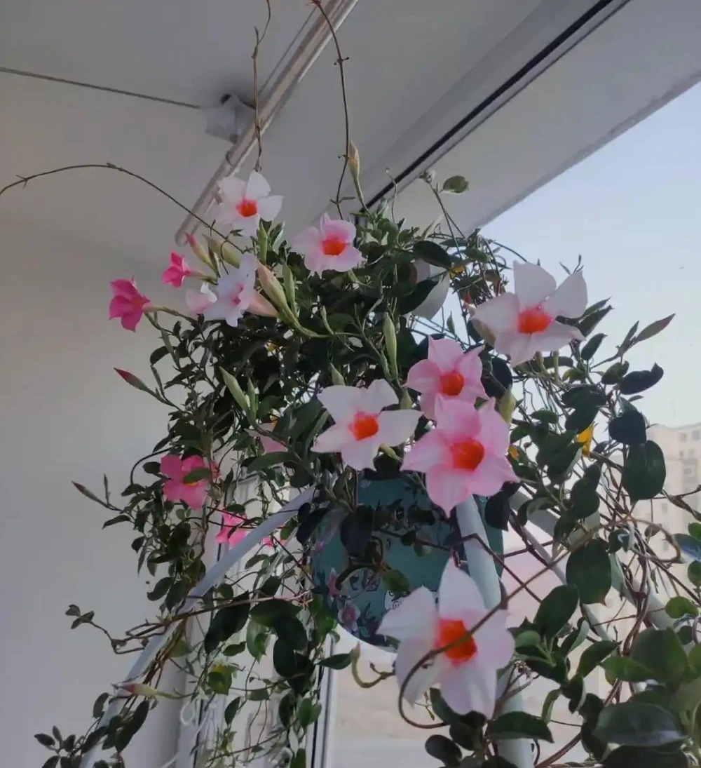 還可作垂吊植物