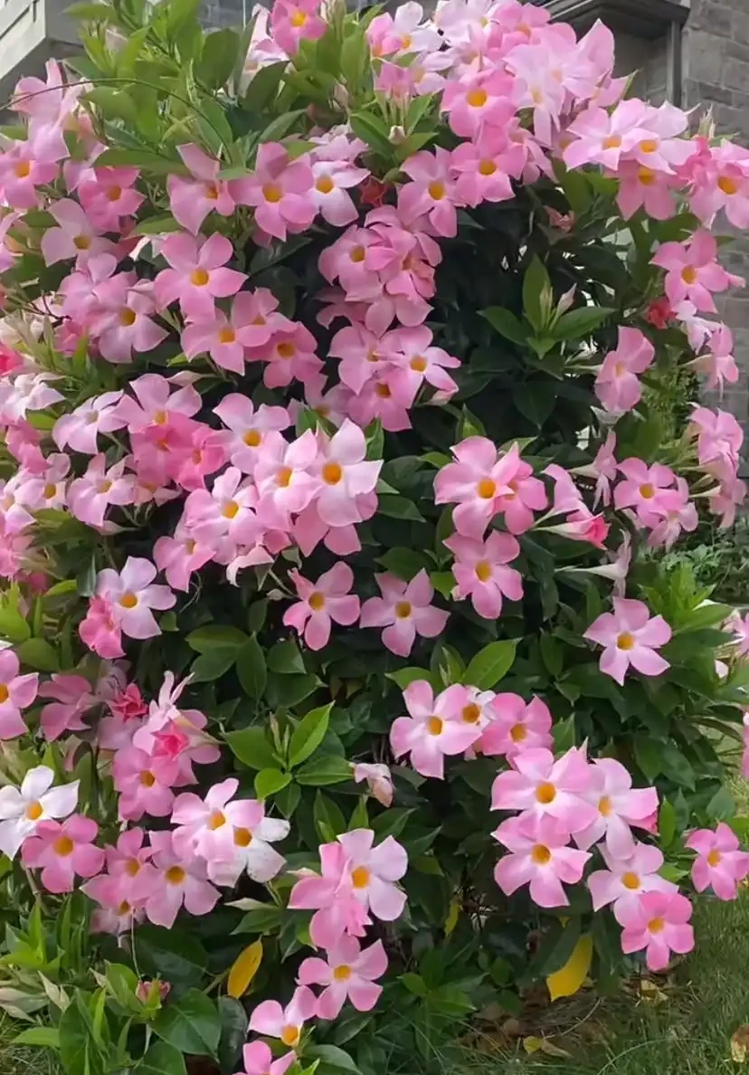 豐花勤花