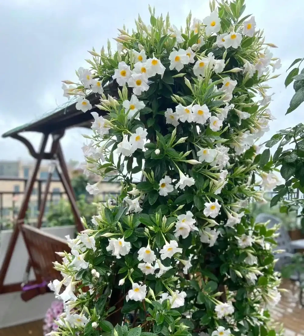 多曬太陽,長得更好