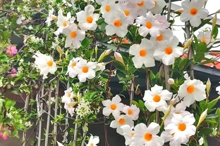 一種被「低估」的花，不輸鐵線蓮，「顏值」高，多季綻放，超好養