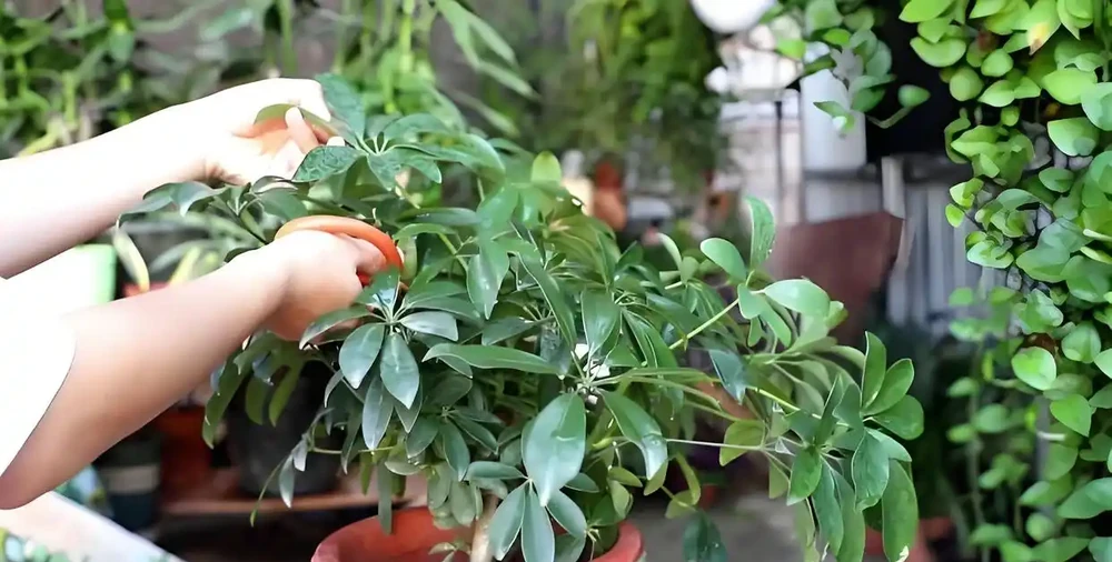 鵝掌藤怎樣修剪好看,鵝掌藤的修剪藝術與發芽方法