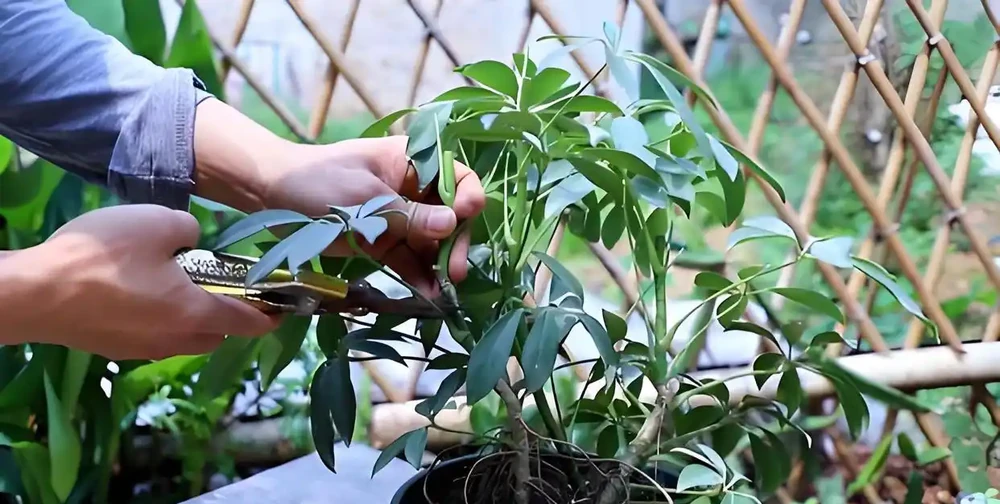 鵝掌藤怎樣修剪好看,鵝掌藤的修剪藝術與發芽方法