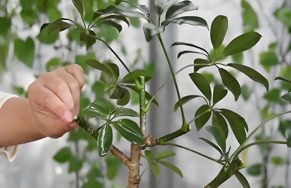 鵝掌藤怎樣修剪好看,鵝掌藤的修剪藝術與發芽方法