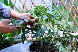 鵝掌藤怎樣修剪好看，鵝掌藤的修剪藝術與發芽方法