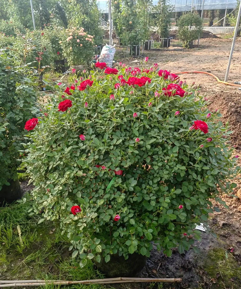 玫瑰花球