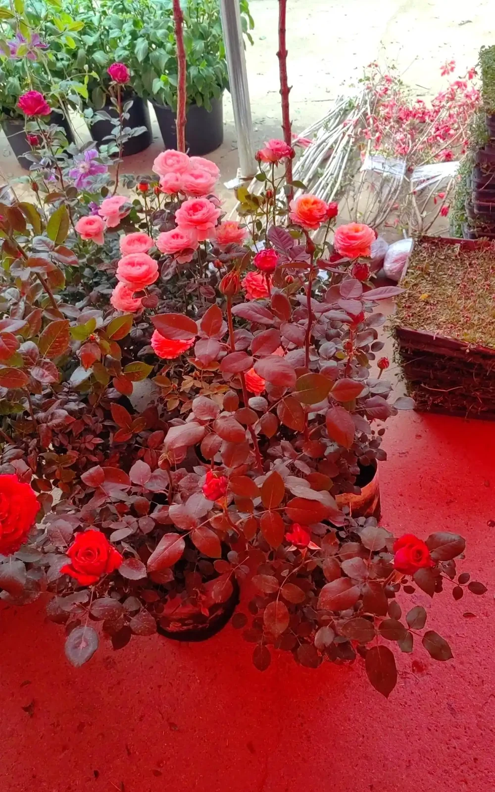 盆栽玫瑰