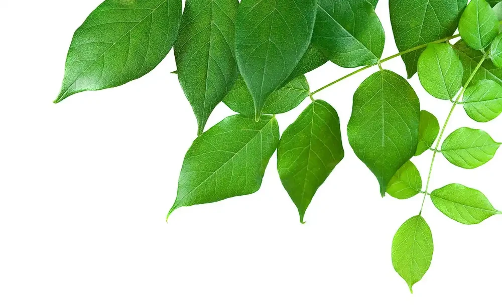 葉片變綠最快方法：如何促進葉綠素的合成以加快葉片轉綠