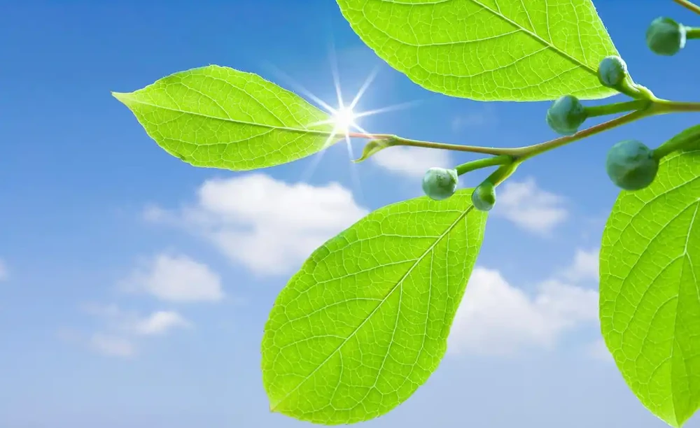 葉片變綠最快方法：如何促進葉綠素的合成以加快葉片轉綠