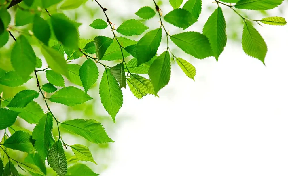 葉片變綠最快方法：如何促進葉綠素的合成以加快葉片轉綠