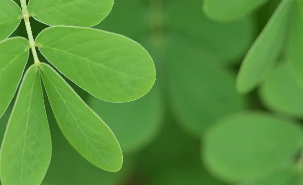 葉片變綠最快方法：如何促進葉綠素的合成以加快葉片轉綠