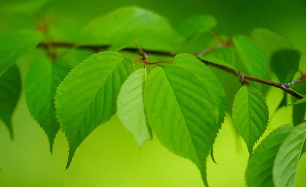 葉片變綠最快方法：如何促進葉綠素的合成以加快葉片轉綠