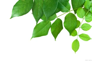 葉片變綠最快方法：如何促進葉綠素的合成以加快葉片轉綠