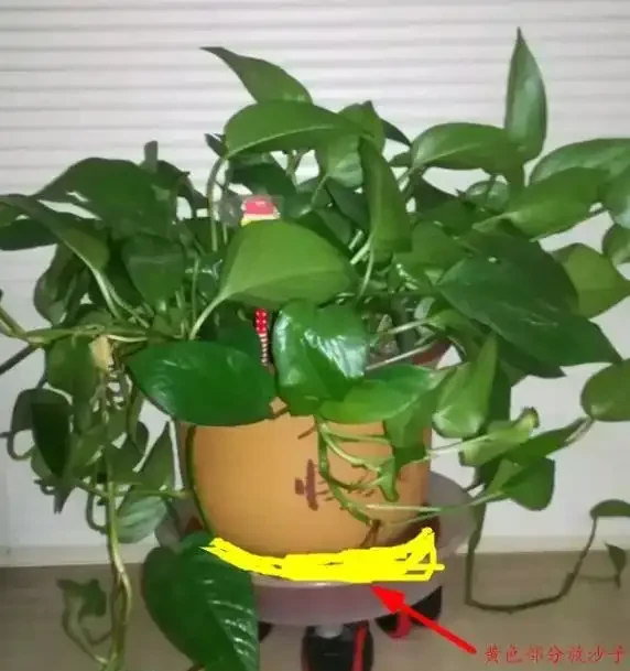 外出家中沒人澆水?教你這4招,讓你放心出門,還能確保花草水分