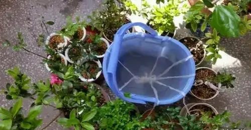 外出家中沒人澆水?教你這4招,讓你放心出門,還能確保花草水分