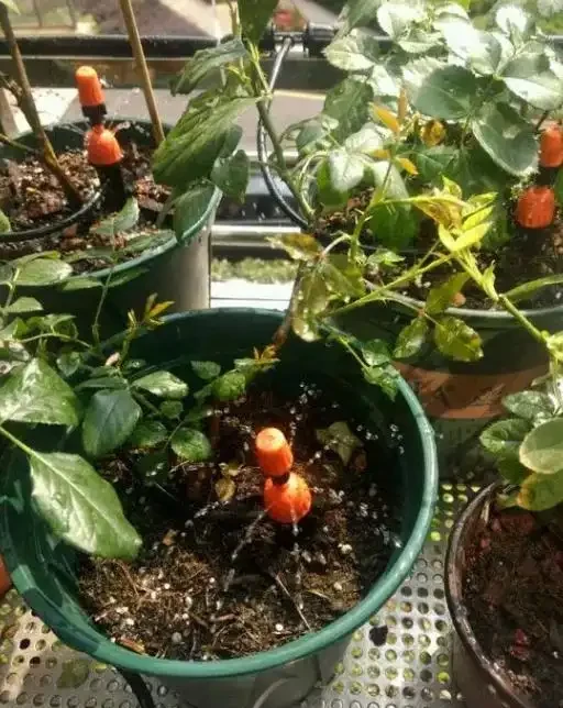 外出家中沒人澆水?教你這4招,讓你放心出門,還能確保花草水分