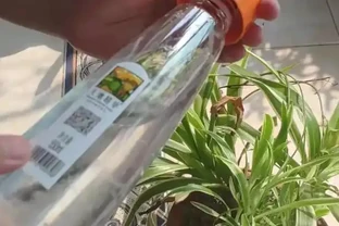 外出家中沒人澆水？教你這4招，讓你放心出門，還能確保花草水分
