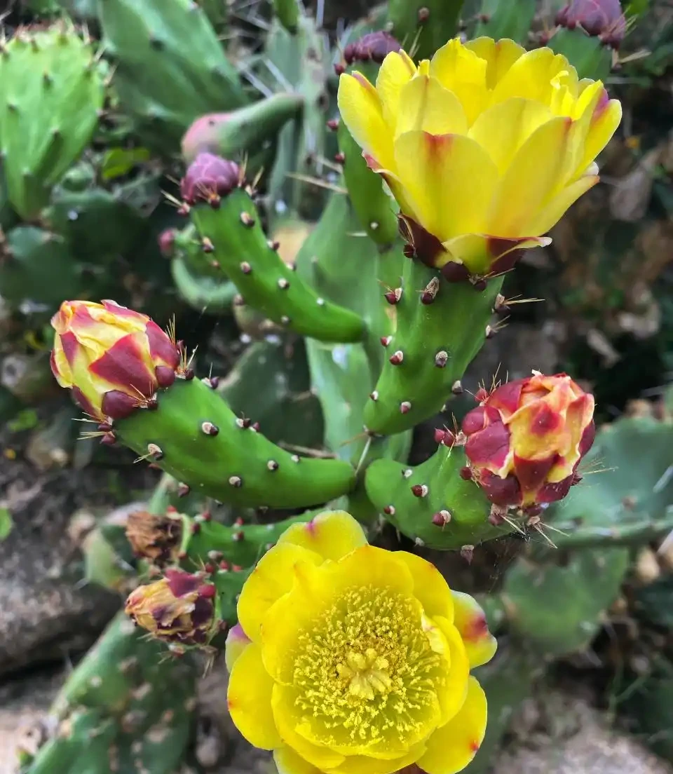 仙人掌開花的兆頭與寓意