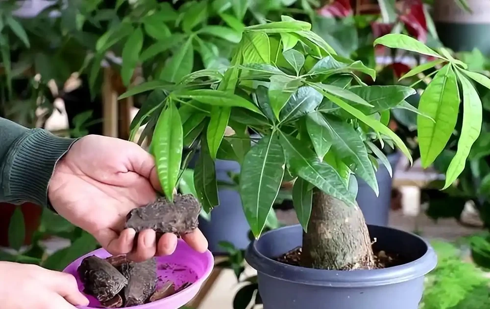 發財樹的養殖方法和澆水時間是什麼
