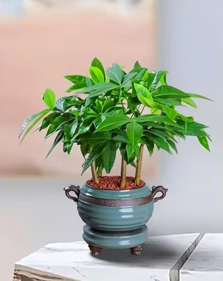發財樹的養殖方法和澆水時間是什麼