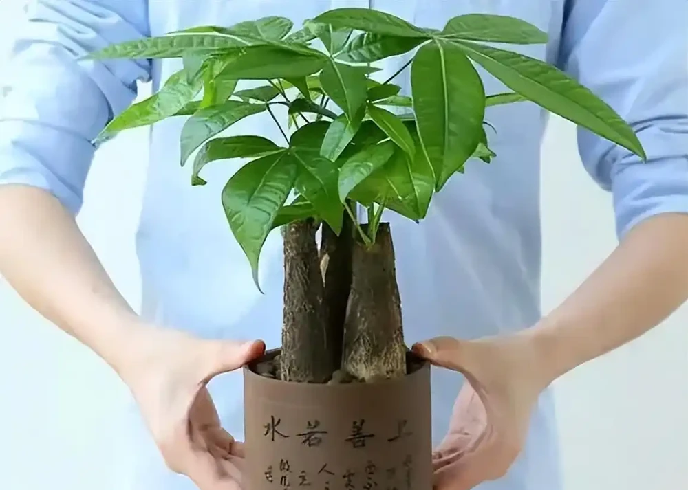 發財樹的養殖方法和澆水時間是什麼