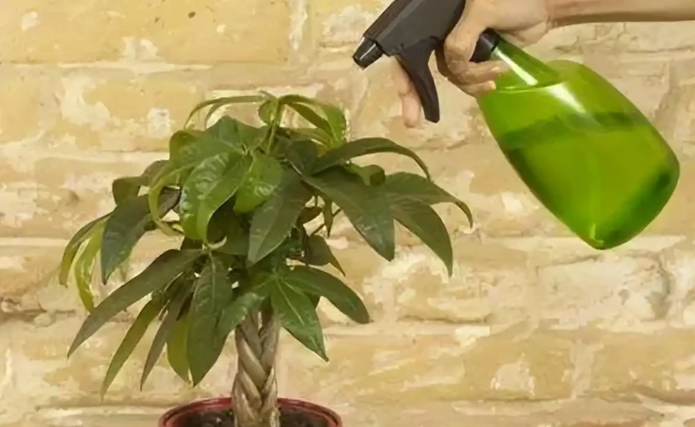 發財樹的養殖方法和澆水時間是什麼