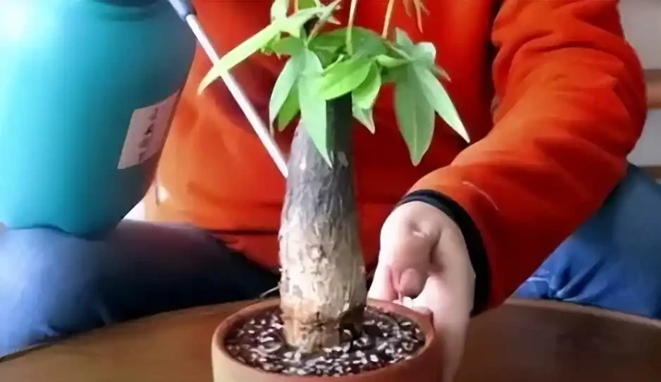 發財樹的養殖方法和澆水時間是什麼