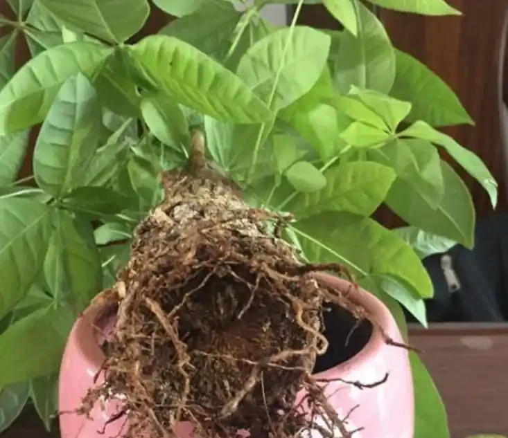 發財樹的養殖方法和澆水時間是什麼