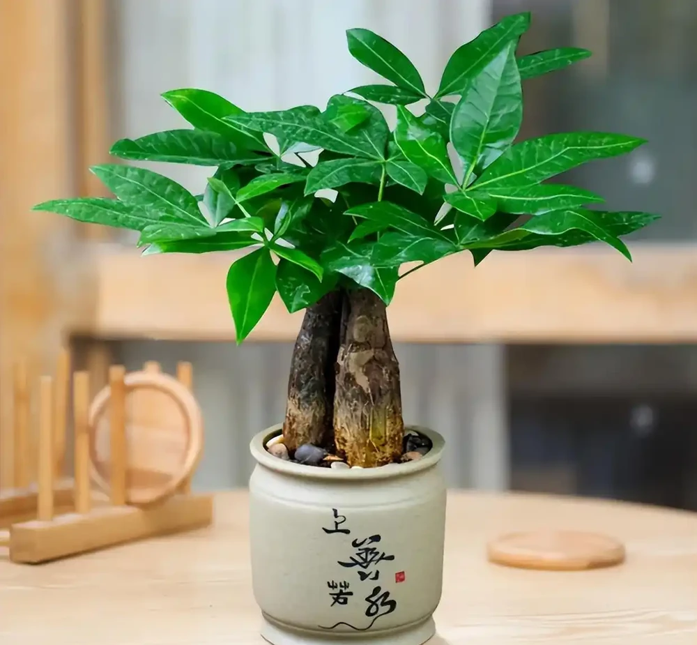 發財樹的養殖方法和澆水時間是什麼