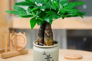 發財樹的養殖方法和澆水時間是什麼