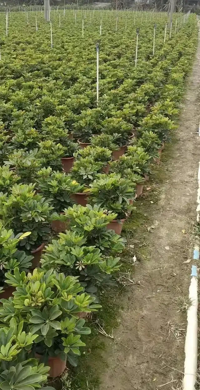 鴨腳木施肥的注意事項
