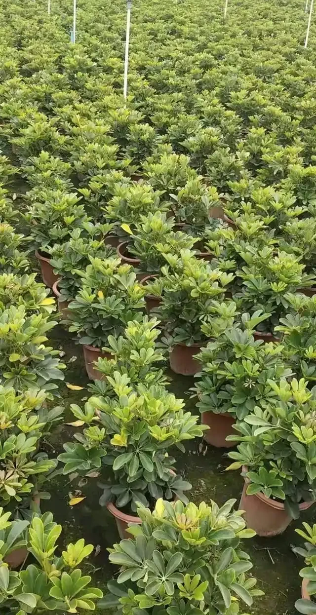 鴨腳木施肥的注意事項
