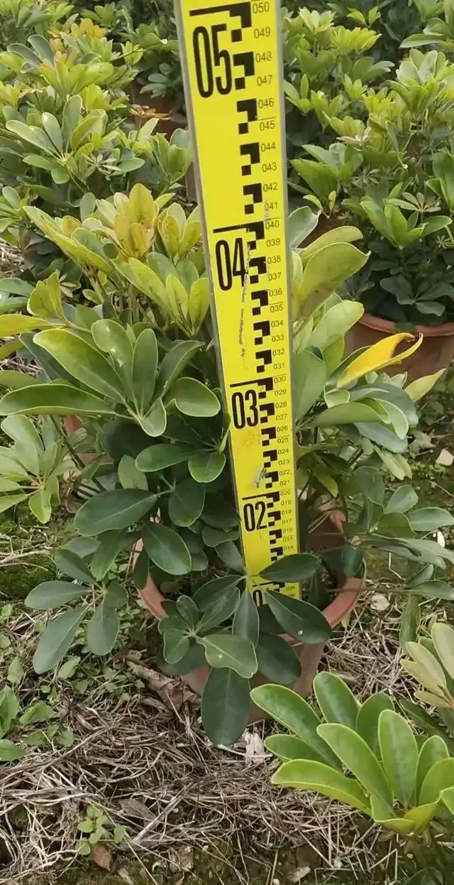 鴨腳木施肥的注意事項