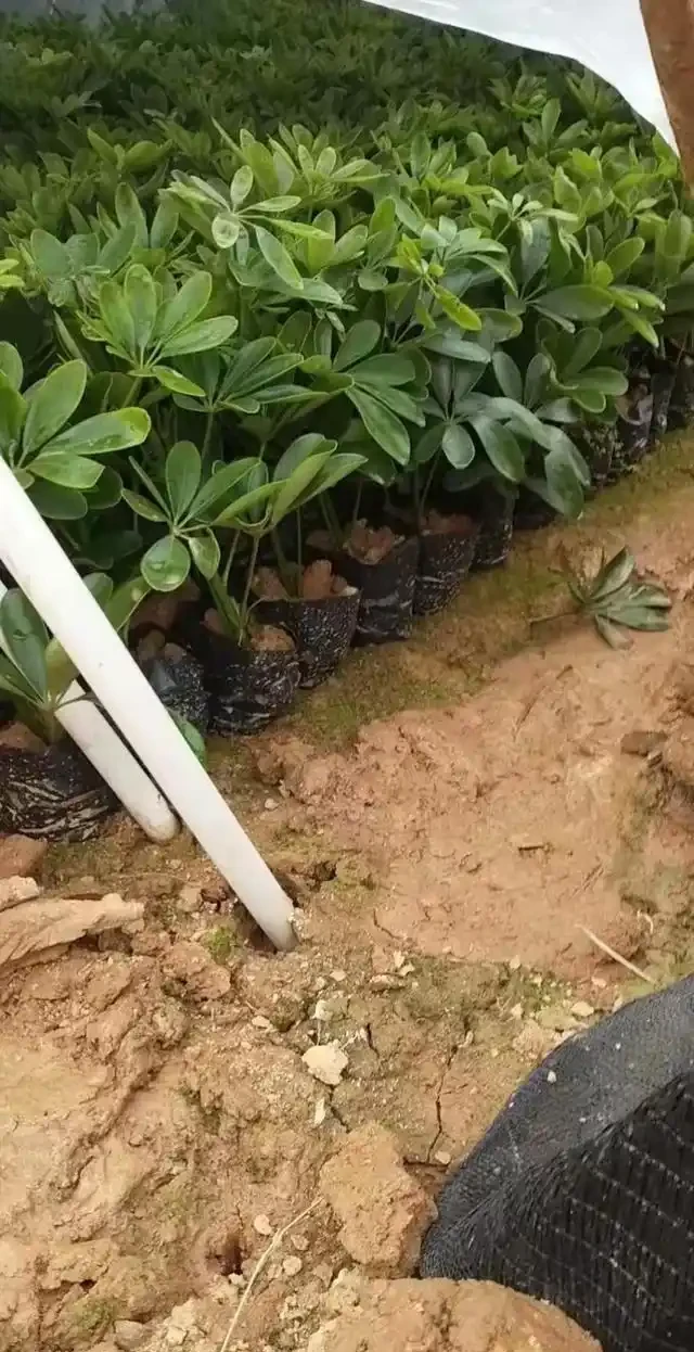 鴨腳木施肥的注意事項