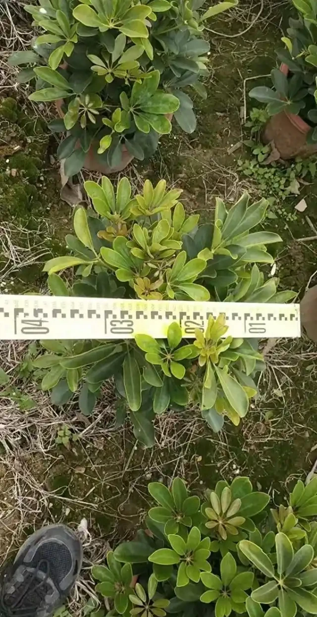 鴨腳木施肥的注意事項