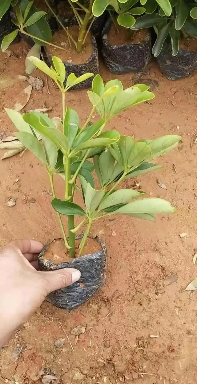 鴨腳木施肥的注意事項