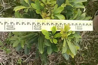鴨腳木施肥的注意事項