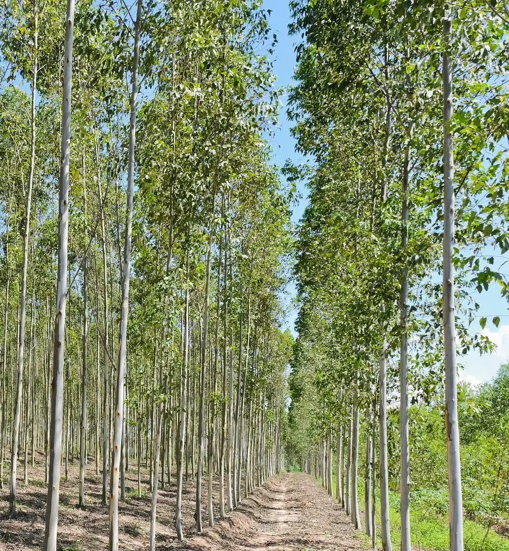 楊樹的種植,用什麼肥料長得快,有哪些注意事項?