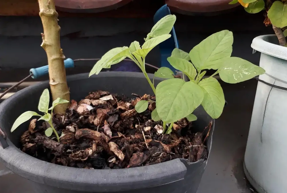 不會插枝植物?學會「5點」小妙招,枝條長根快,成活率高!
