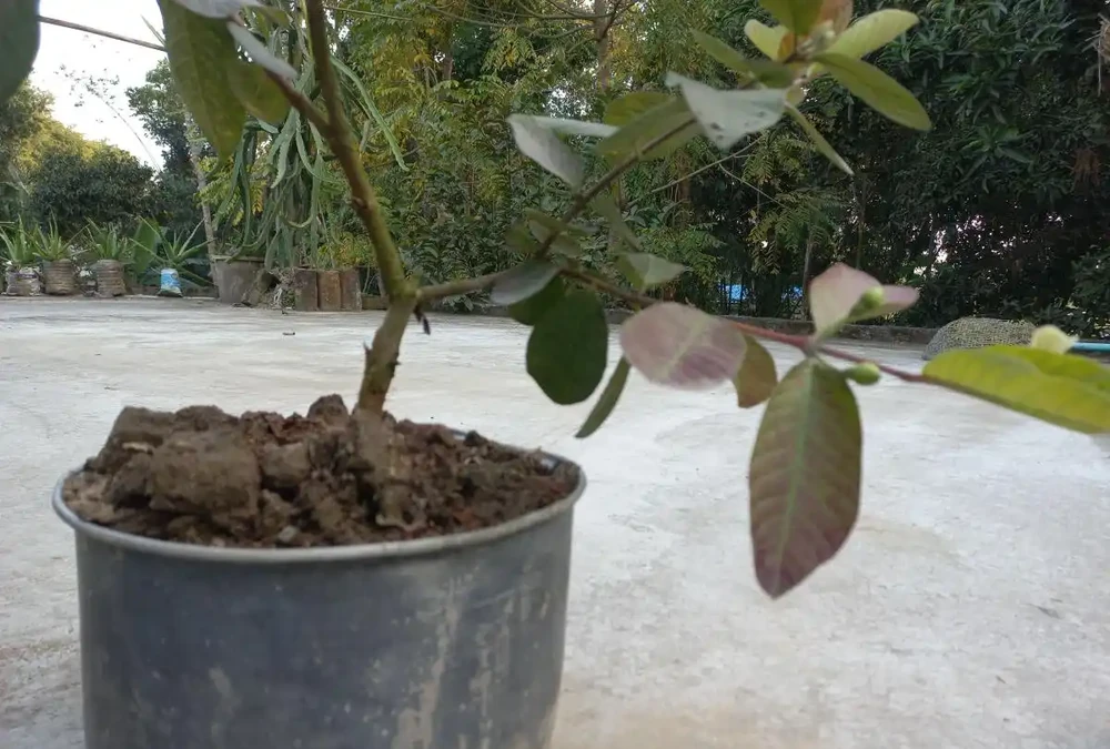 不會插枝植物?學會「5點」小妙招,枝條長根快,成活率高!