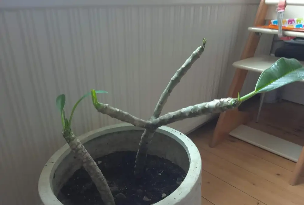 不會插枝植物?學會「5點」小妙招,枝條長根快,成活率高!