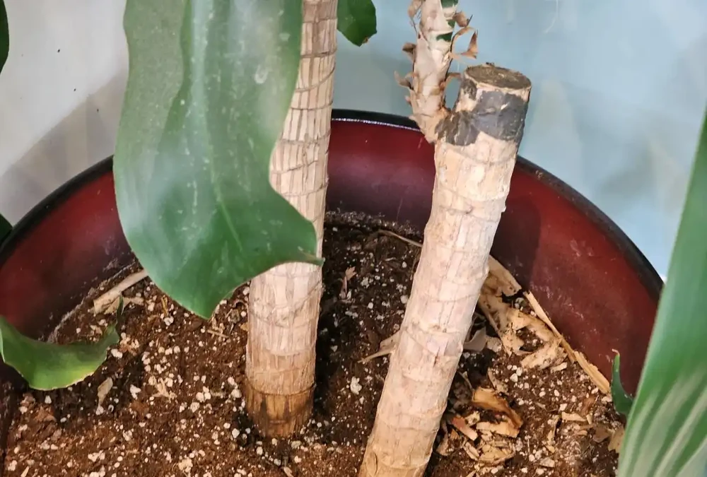 不會插枝植物?學會「5點」小妙招,枝條長根快,成活率高!